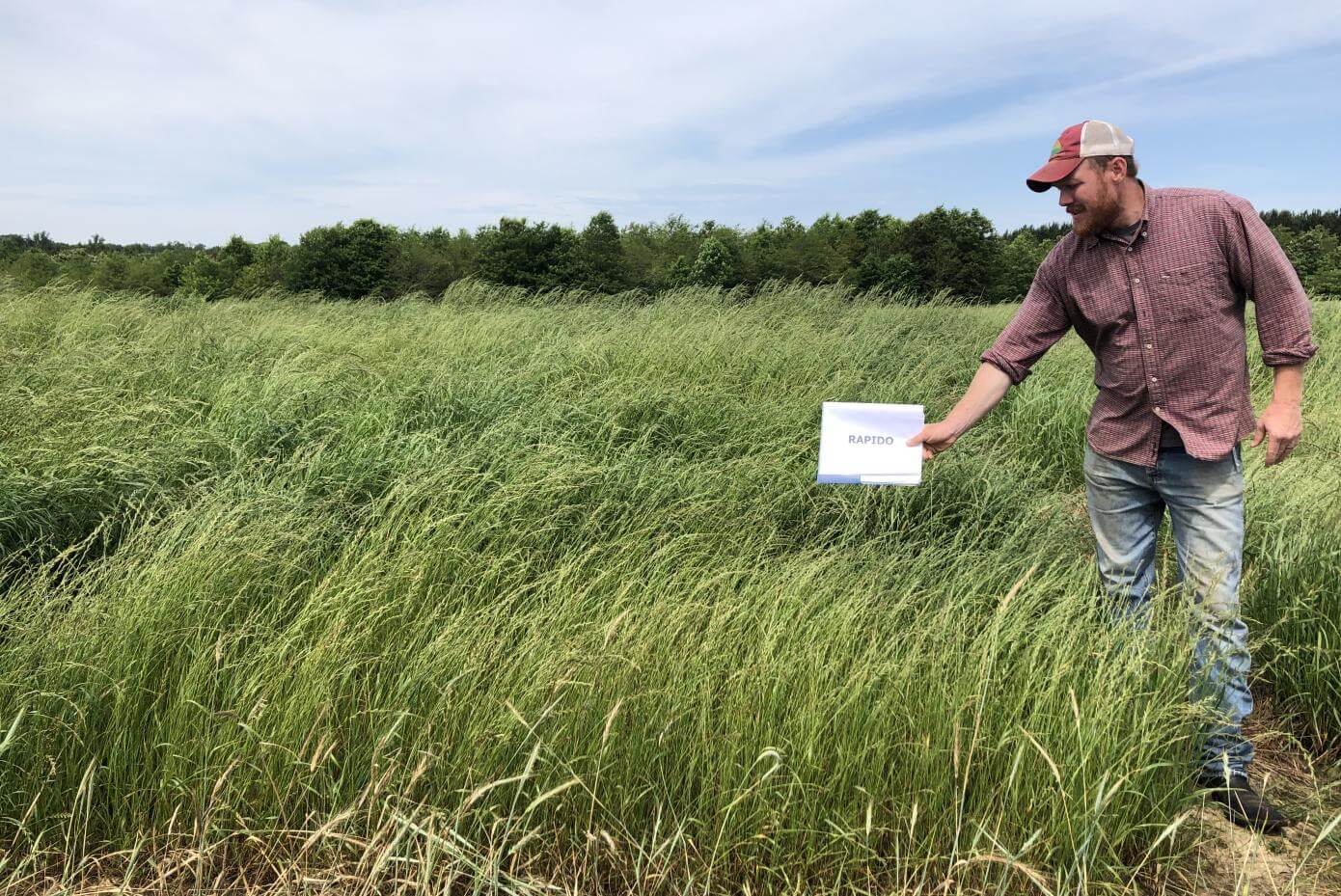 Rapido Diploid Annual Ryegrass Smith Seed Services